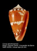 Conus abrolhosensis
